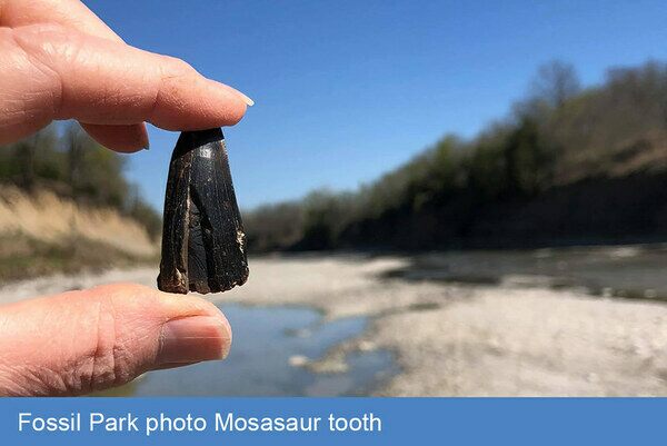 Fossil Mosasaur tooth found at Ladonia Fossil Park